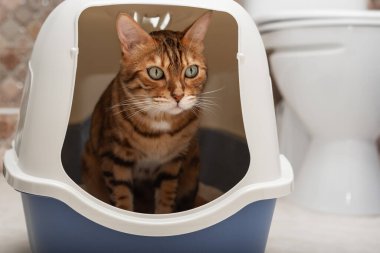 Evcil bir kedi tuvalet odasında kapağı olan bir çöp kutusu kullanır..