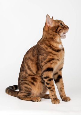 Ağzı açık Bengal kedisi. Yan görüş. Beyaz arkaplanda stüdyo görüntüsü.