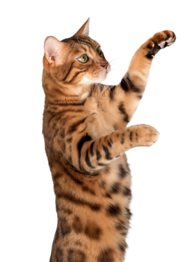 Şeffaf arka planda yükseltilmiş pençeleri olan Bengal kedisi. Yan görüş. Reklamcılık için soylu bir kedi.