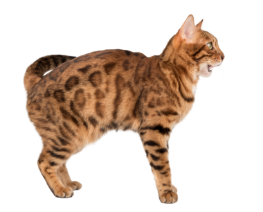 Ağzı açık Bengal kedisi. Yan görüş. Şeffaf arkaplanda stüdyo görüntüsü.