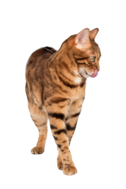 Uzun boylu Bengal kedisi dudaklarını yalıyor. Şeffaf arkaplanda stüdyo görüntüsü.