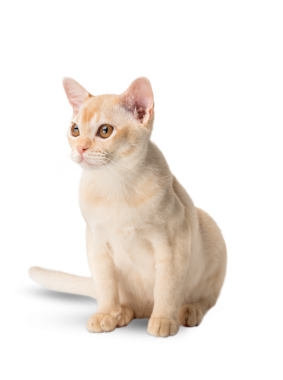 Şeffaf arka planda kırmızı Birmanyalı kedi yavrusu. Birmanya kedisinin stüdyo fotoğrafı..