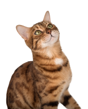 Stüdyo portresi, şeffaf bir arka plana bakan yetişkin bir Bengal kedisi. Yan görüş. Reklam için izole bir kedi..