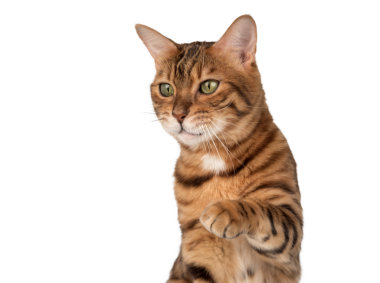 Şeffaf bir arkaplan üzerinde yükseltilmiş patisi olan yetişkin bir Bengal kedisinin stüdyo portresi. Yan görünüm.