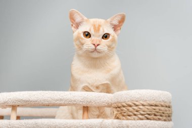 Birmanya 'nın genç kedisi bir iç mekanda tırmalama kazığında.