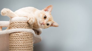 Birmanya 'nın genç kedisi bir iç mekanda tırmalama kazığında.