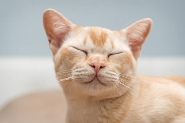 Odanın arka planında sevimli bir ev hayvanı var..