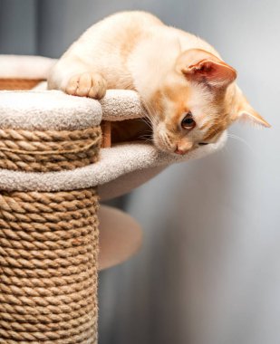 Birmanya 'nın genç kedisi bir iç mekanda tırmalama kazığında.