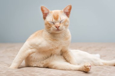 Birman kedisi yatakta oturuyor. İçerideki sevimli kedi..