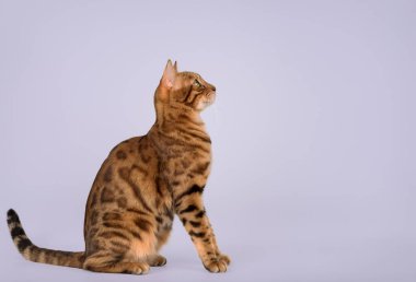 Bengal kedisinin portresi. Yan görüş. Renkli bir arkaplanda stüdyo çekimi. Boşluğu kopyala.