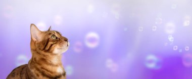 Renkli bir arka planda yetişkin bir Bengal kedisinin stüdyo portresi. Yan görüş. Boşluğu kopyala.