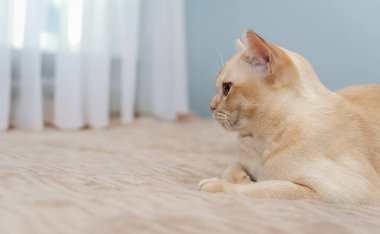 Birmanya kedisi yatakta yatıyor. İçerideki evcil kedi..