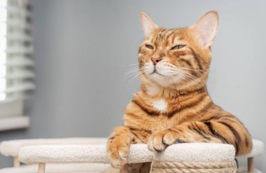 Bengal safkan noktası kedi oyun kompleksinin üzerinde dinleniyor - tırmalama sonrası.