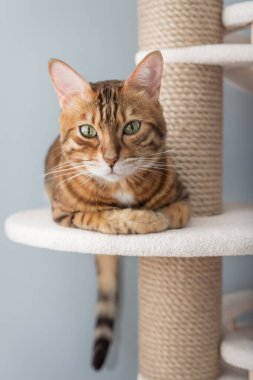 Bengal safkan noktası kedi oyun kompleksinin üzerinde dinleniyor - tırmalama sonrası.