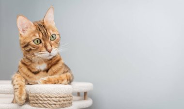 Bengal safkan noktası kedi oyun kompleksinin üzerinde dinleniyor - tırmalama direği. Boşluğu kopyala.