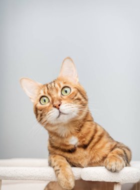 Bengal safkan noktası kedi oyun kompleksinin üzerinde dinleniyor - tırmalama direği. Boşluğu kopyala.