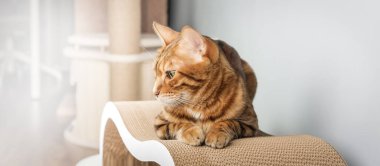 Sevimli Bengal kedisi modern ev dekorasyonu arka planına karşı kazıma direğinde oturuyor, minimalizm, nötr renkler. Boşluğu kopyala.