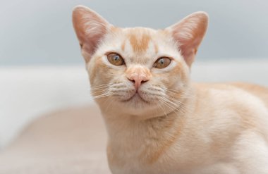 Odanın arka planında sevimli bir ev hayvanı var..