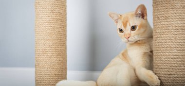 Birmanya kedisi tırmalama direğinde dinleniyor. Minimalist iç mekanda kremalı Birman kedisi. Boşluğu kopyala.