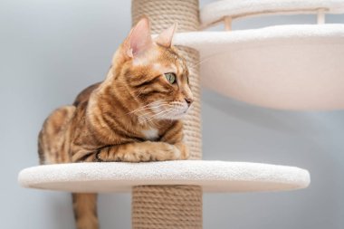 Bengal safkan noktası kedi oyun kompleksinin üzerinde dinleniyor - tırmalama sonrası.