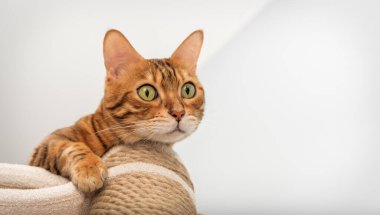 Bengal safkan noktası kedi oyun kompleksinin üzerinde dinleniyor - tırmalama sonrası.