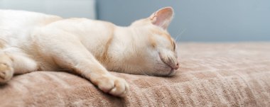 Birmanya kedisi yatakta yatıyor. İçerideki evcil kedi..