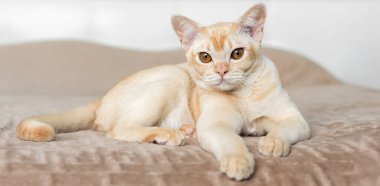 Birmanya kedisi yatakta yatıyor. İçerideki evcil kedi..