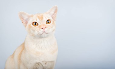 Mavi duvara dayalı Birmanyalı kedi portresi. Sevimli kremalı Birmanya kedisinin yakın plan portresi, anlamlı sarı gözlü. Boşluğu kopyala.