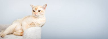 Mavi duvara dayalı Birmanyalı kedi portresi. Sevimli kremalı Birmanya kedisinin yakın plan portresi, anlamlı sarı gözlü. Boşluğu kopyala.