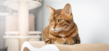 Sevimli Bengal kedisi modern ev dekorasyonu arka planına karşı kazıma direğinde oturuyor, minimalizm, nötr renkler. Boşluğu kopyala.