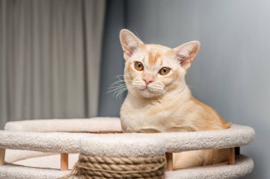 Birmanya 'nın genç kedisi bir iç mekanda tırmalama kazığında.