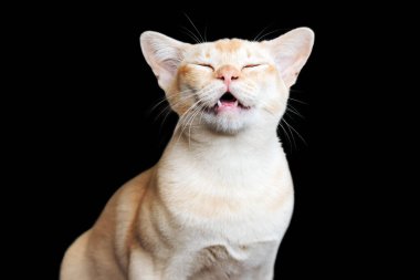 Siyah arka planda ağzı açık bir Birman kedisi. Gülümseyen ev kedisi, izole edilmiş reklam için komik kedi..