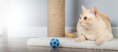 Birmanya kedisi tırmalama direğinde dinleniyor. Minimalist iç mekanda kremalı Birman kedisi. Boşluğu kopyala.