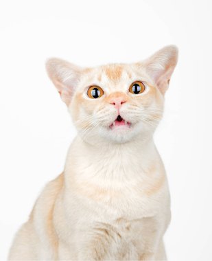 Birmanya kedisi gözleri açık ve beyaz arka planda ağzı açık. Boşluğu kopyala.