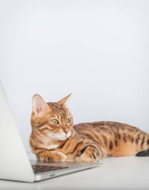 Bilgisayarda çalışan Bengal kedisi. Kedi girişimci, patron ya da yönetici. Boşluğu kopyala.