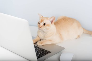 Birmanya kremalı kedisi dizüstü bilgisayarda oturuyor. Boşluğu kopyala.