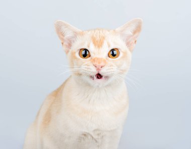 Birmanya kedisi mavi arka planda açık gözlü ve ağzı açık..