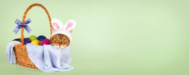 Paskalya yumurtalarının olduğu sepette tavşan kulaklı kedi. Paskalya bayrağı, boşluğu kopyala.