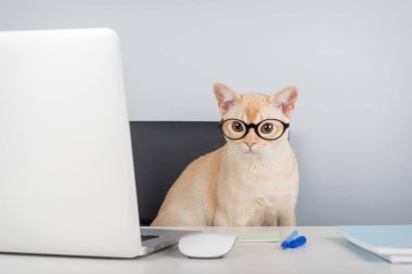 Gözlüklü Burmalı kedi içeride dizüstü bilgisayarın başında oturuyor. Boşluğu kopyala.