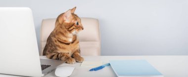 Evde dizüstü bilgisayarda oturan gözlüklü Bengal kedisi. Boşluğu kopyala.