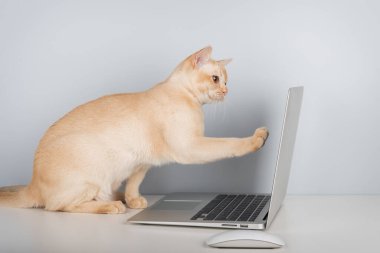 Birmanya kedisi içeride dizüstü bilgisayarın başında oturuyor. Boşluğu kopyala.