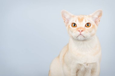 Üzgün evcil kedi izole edilmiş. Birmanya kremalı kedisi üzgün ve üzgün.