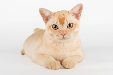 Beyaz arka planda Burmese kedi kremi, stüdyo çekimi. Kedi reklam için izole edilmiş..