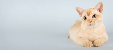 Stüdyoda mavi arka planda krem renkli Birman kedisinin tam boy portresi. Boşluğu kopyala.