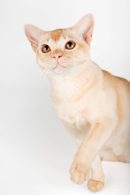 Beyaz arka planda kremalı Birman kedisi. Reklam için izole bir kedi..