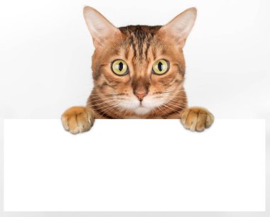 Evcil kedi beyaz arka plandan tuhaf bir şekilde dışarı bakıyor. Soylu kedi poster şablonu gösteriyor. Kopyalama alanı olan web pankartı.