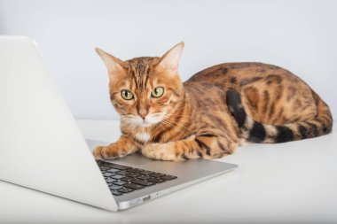 Bilgisayarda çalışan Bengal kedisi. Kedi girişimcisi, patronu ya da yöneticisi..