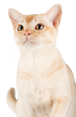 Şeffaf arka planda Birmanya kedisi. Reklam için izole bir kedi..