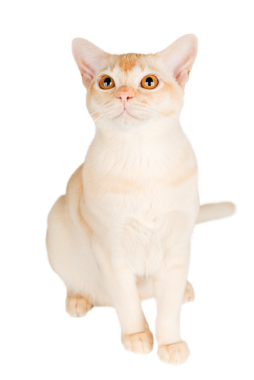 Birmanya kremalı kedisi şeffaf arka planda tam boy. Reklamcılık için soylu bir kedi.