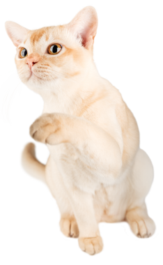 Birmanya kedisi, şeffaf bir arka planda büyümekte ve pençesini kaldırmış. Reklamcılık için soylu bir kedi.